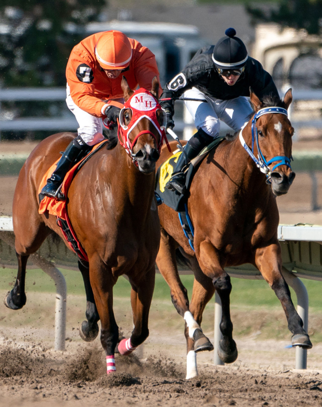 00120_Swihart_Stakes_EC.JPG